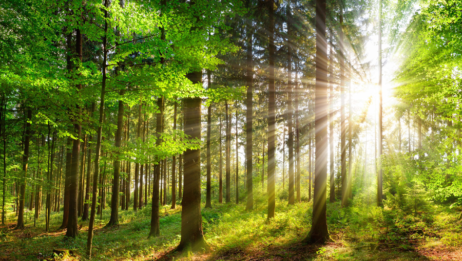 コンテンツを説明する画像